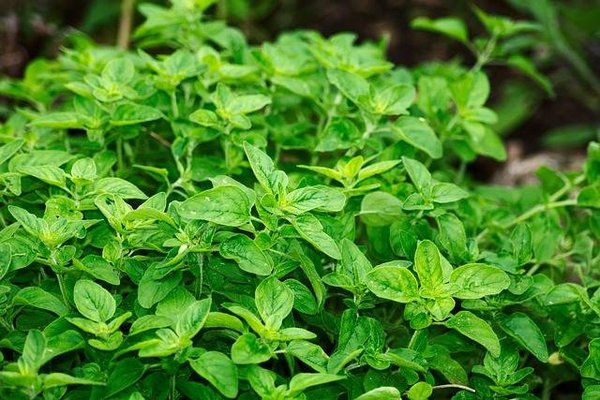 Découvrez les bienfaits pour la santé de la consommation de plantes comestibles