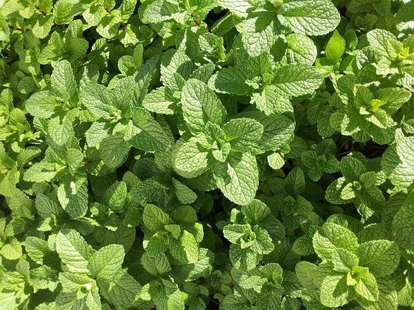 Cultiver sa propre nourriture dans de petits espaces : Plantes comestibles pour balcons et terrasses