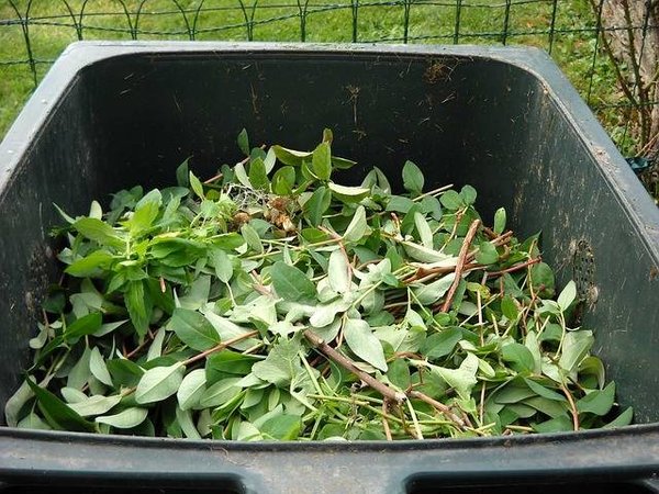Compostage : Guide du débutant pour faire son propre compost à la maison