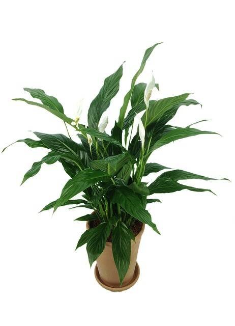 Comment les plantes peuvent-elles purifier la qualité de l'air de votre maison ?