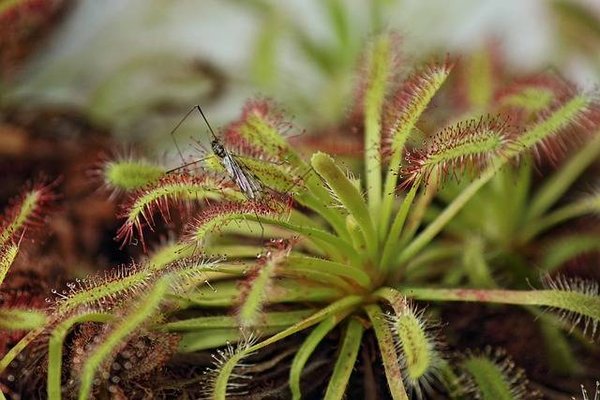 Comment cultiver et nourrir les plantes carnivores